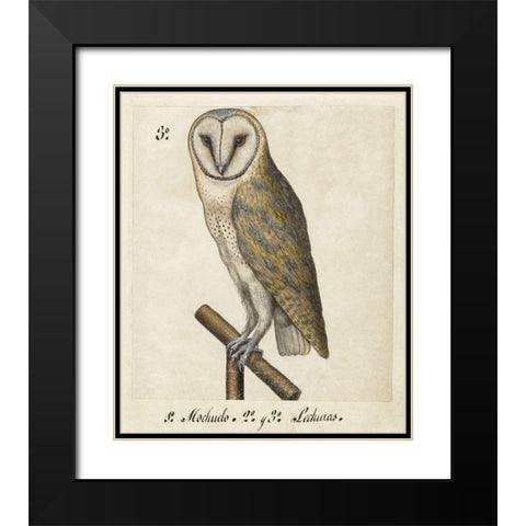Barn Owl, 1560-1585 Black Modern Wood Framed Art Print with Double Matting by Unknown