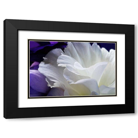 Lisianthus Black Modern Wood Framed Art Print with Double Matting by Veralli, Amalia