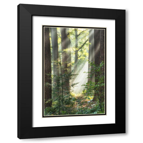 Sunbeam and Spiderweb Black Modern Wood Framed Art Print with Double Matting by Van de Goor, Lars