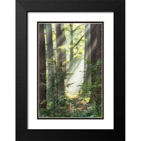 Sunbeam and Spiderweb Black Modern Wood Framed Art Print with Double Matting by Van de Goor, Lars