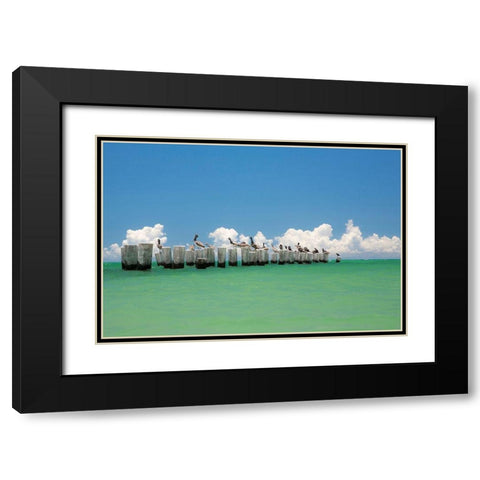 Gull Conference Black Modern Wood Framed Art Print with Double Matting by Varona, Verne