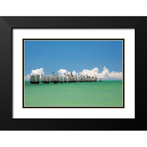 Gull Conference Black Modern Wood Framed Art Print with Double Matting by Varona, Verne
