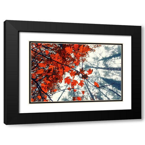 Red Autumn Leaves Black Modern Wood Framed Art Print with Double Matting by Vitomirov, Igor