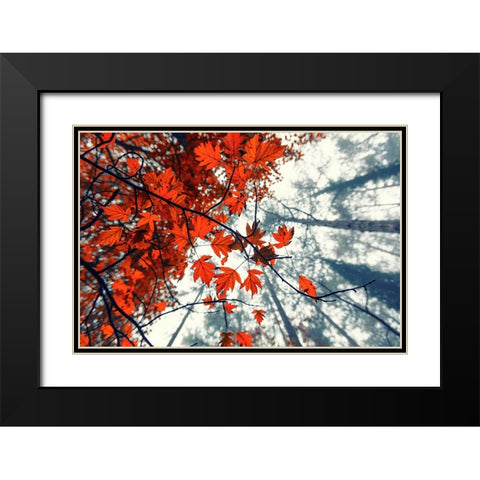 Red Autumn Leaves Black Modern Wood Framed Art Print with Double Matting by Vitomirov, Igor