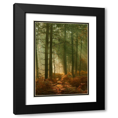 Wyre Forest 3 Black Modern Wood Framed Art Print with Double Matting by Winstanley, Ian
