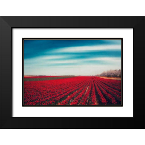 Tulips Black Modern Wood Framed Art Print with Double Matting by Wuestenhagen, Dirk