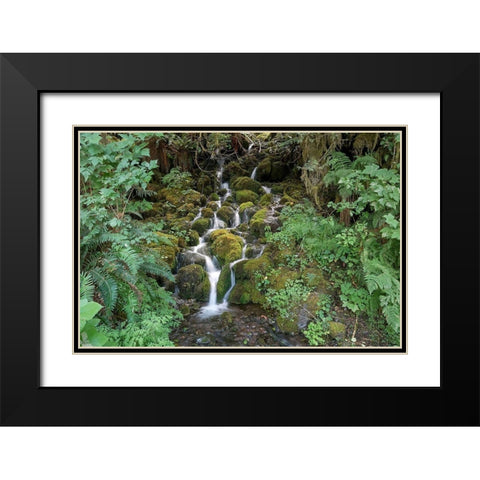 Fern Waterfall Black Modern Wood Framed Art Print with Double Matting by White, Lynda