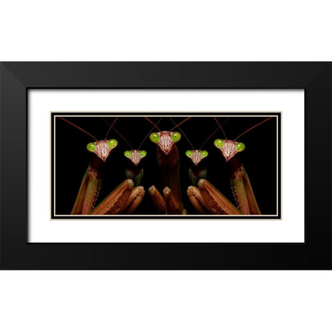 Praying Mantis: Family Portrait Black Modern Wood Framed Art Print with Double Matting by Zephyr, Patrick