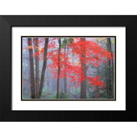Splash of Red Black Modern Wood Framed Art Print with Double Matting by Zephyr, Patrick