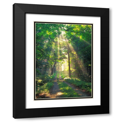 Forest Sunshine Black Modern Wood Framed Art Print with Double Matting by Zephyr, Patrick