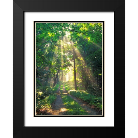 Forest Sunshine Black Modern Wood Framed Art Print with Double Matting by Zephyr, Patrick