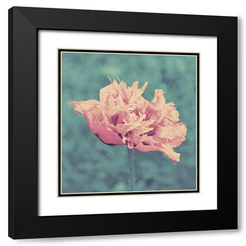 Beautiful Pink Black Modern Wood Framed Art Print with Double Matting by Peck, Gail