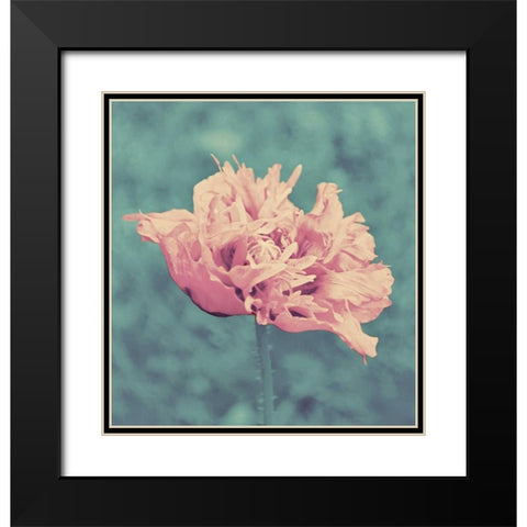 Beautiful Pink Black Modern Wood Framed Art Print with Double Matting by Peck, Gail