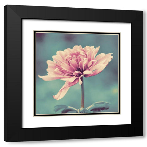 Gorgeous Pink Black Modern Wood Framed Art Print with Double Matting by Peck, Gail