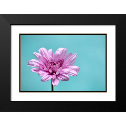 Surrounded in Blue Black Modern Wood Framed Art Print with Double Matting by Peck, Gail
