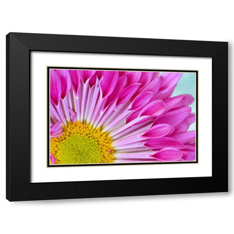 Fuschia Bloom Black Modern Wood Framed Art Print with Double Matting by Peck, Gail