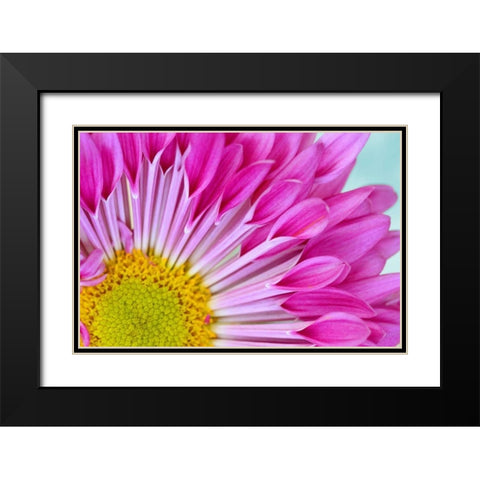 Fuschia Bloom Black Modern Wood Framed Art Print with Double Matting by Peck, Gail