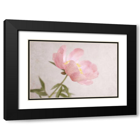 Soft Petals Black Modern Wood Framed Art Print with Double Matting by Gardner, Sarah