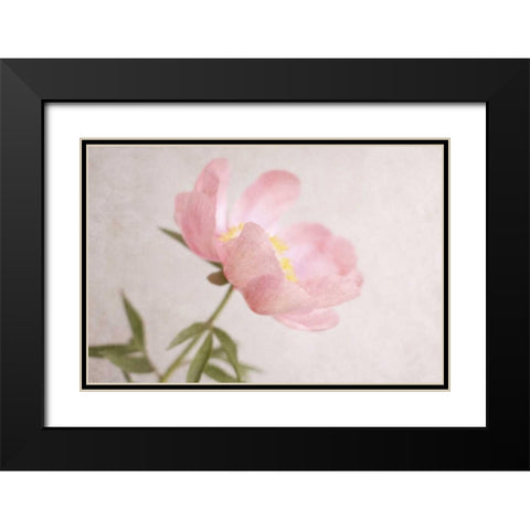 Soft Petals Black Modern Wood Framed Art Print with Double Matting by Gardner, Sarah