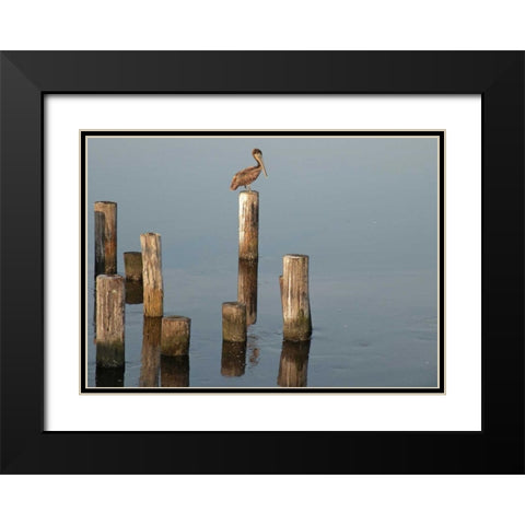 Pelican I Black Modern Wood Framed Art Print with Double Matting by Nawrocke, Bruce