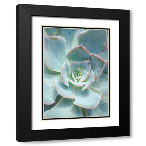 Teal Succulent Vertical Black Modern Wood Framed Art Print with Double Matting by Bryant, Susan