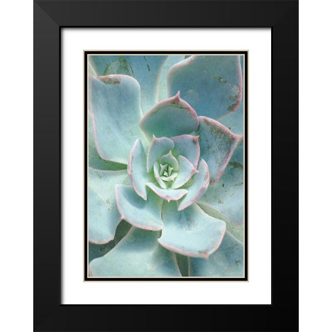 Teal Succulent Vertical Black Modern Wood Framed Art Print with Double Matting by Bryant, Susan