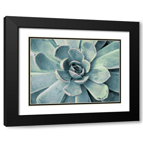 Teal Succulent Black Modern Wood Framed Art Print with Double Matting by Bryant, Susan