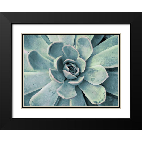 Teal Succulent Black Modern Wood Framed Art Print with Double Matting by Bryant, Susan