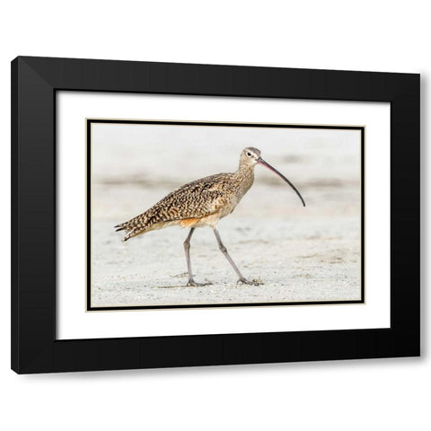Long Billed Curlew Black Modern Wood Framed Art Print with Double Matting by Lake, Shelley