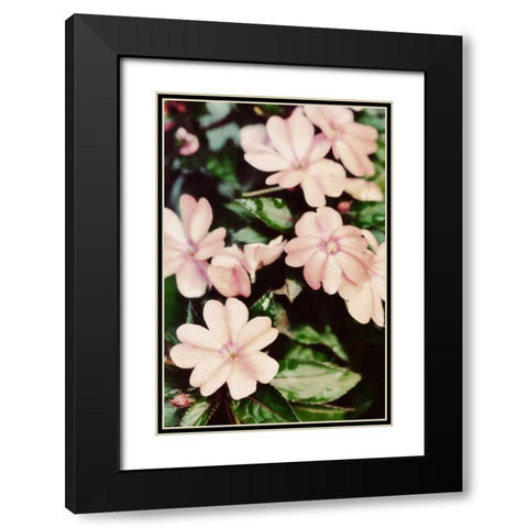 Filter Flowers II Black Modern Wood Framed Art Print with Double Matting by Peck, Gail