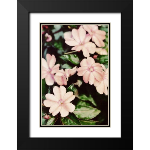 Filter Flowers II Black Modern Wood Framed Art Print with Double Matting by Peck, Gail
