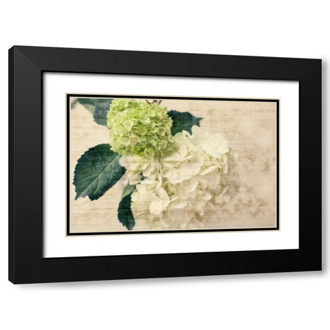 Hydrangeas I Black Modern Wood Framed Art Print with Double Matting by Bryant, Susan