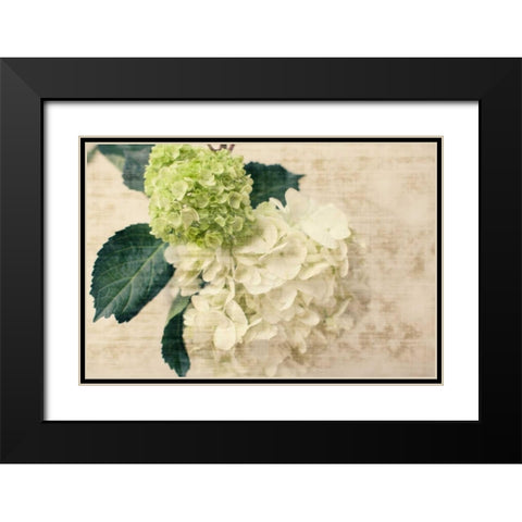 Hydrangeas I Black Modern Wood Framed Art Print with Double Matting by Bryant, Susan