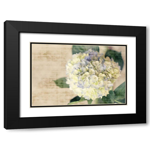 Hydrangeas II Black Modern Wood Framed Art Print with Double Matting by Bryant, Susan