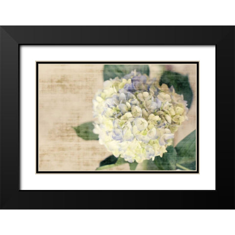 Hydrangeas II Black Modern Wood Framed Art Print with Double Matting by Bryant, Susan