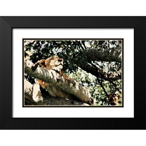 Lion Tree Black Modern Wood Framed Art Print with Double Matting by Bryant, Susan