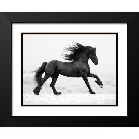Black Horse Black Modern Wood Framed Art Print with Double Matting by Walker, Carol