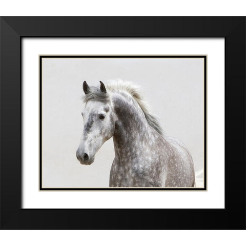 Grey Meadow Horse Black Modern Wood Framed Art Print with Double Matting by Walker, Carol