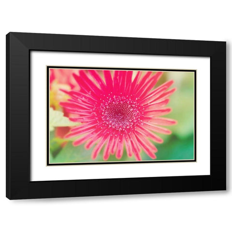Pink Gerbera Black Modern Wood Framed Art Print with Double Matting by Bryant, Susan