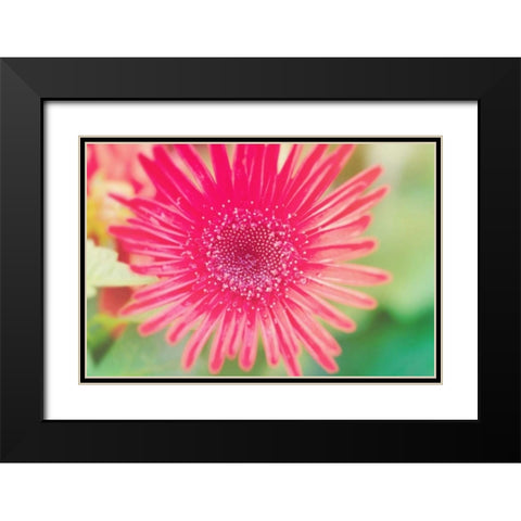 Pink Gerbera Black Modern Wood Framed Art Print with Double Matting by Bryant, Susan