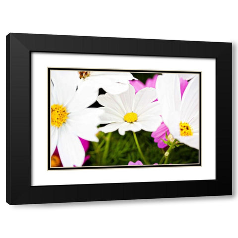Daisies I Black Modern Wood Framed Art Print with Double Matting by Bryant, Susan