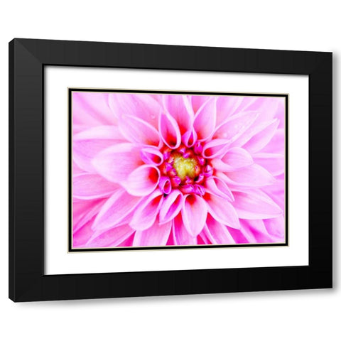 Pink Explosion I Black Modern Wood Framed Art Print with Double Matting by Bryant, Susan