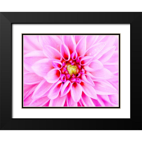 Pink Explosion I Black Modern Wood Framed Art Print with Double Matting by Bryant, Susan