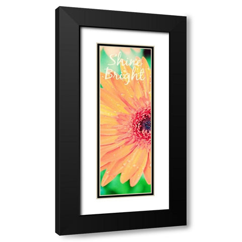 Shine Bright Daisy Black Modern Wood Framed Art Print with Double Matting by Bryant, Susan