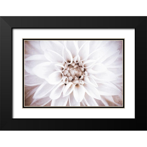 Bright White Bloom II Black Modern Wood Framed Art Print with Double Matting by Bryant, Susan