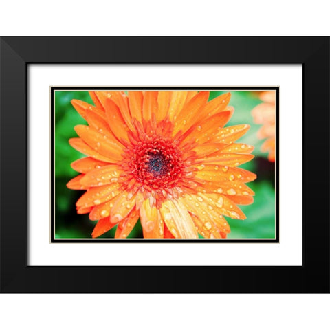 Orange Gerbera Black Modern Wood Framed Art Print with Double Matting by Bryant, Susan
