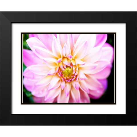 Pink Explosion II Black Modern Wood Framed Art Print with Double Matting by Bryant, Susan
