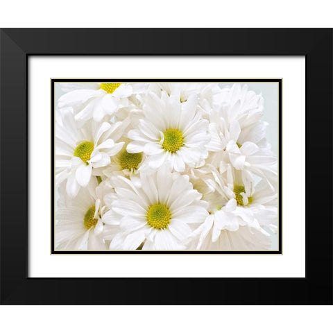 Bunch of White Daisies Black Modern Wood Framed Art Print with Double Matting by Peck, Gail