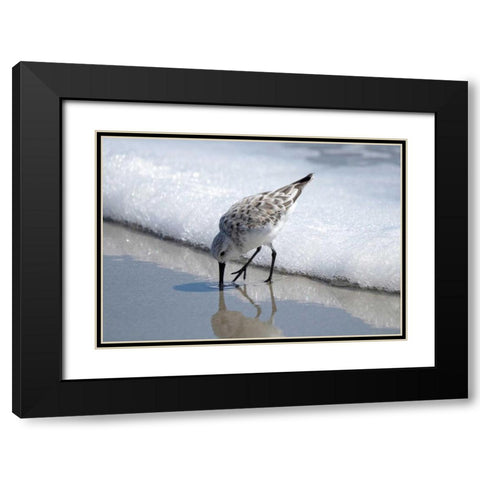 Sandpiper I Black Modern Wood Framed Art Print with Double Matting by Nawrocke, Bruce
