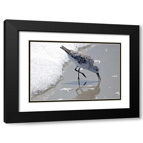 Sandpiper II Black Modern Wood Framed Art Print with Double Matting by Nawrocke, Bruce